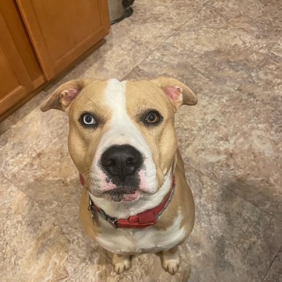 Meet your Posher, Raelyn - Picture 1 of 1